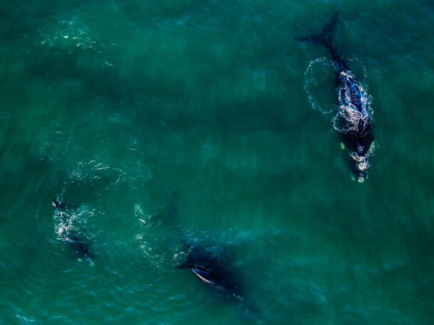 Aerial shot of 4 Southern Right whales including 2 females accompanying 2 calf with various white spots on their faces and multiple white barnacles on their bodies in dark turquoise water spotted off the coast of Hartenbos, South Africa during the mating season.