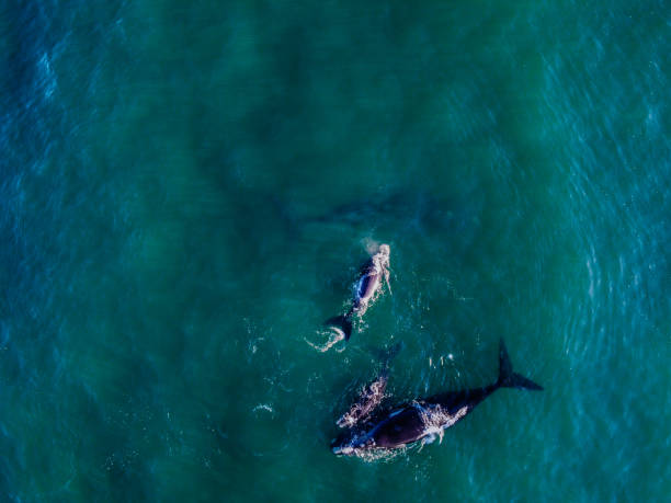 Aerial shot of 4 Southern Right whales including 2 females accompanying 2 calf with various white spots on their faces and multiple white barnacles on their bodies in dark turquoise water spotted off the coast of Hartenbos, South Africa during the mating season.