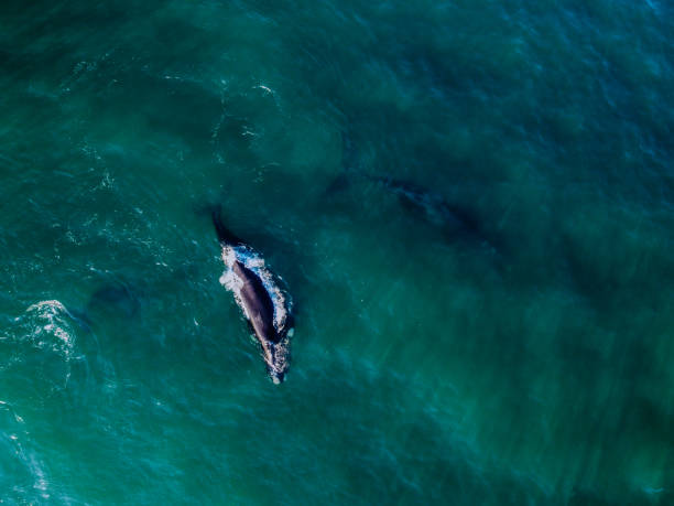 istock Majestic Souther Right Whales 2168270098