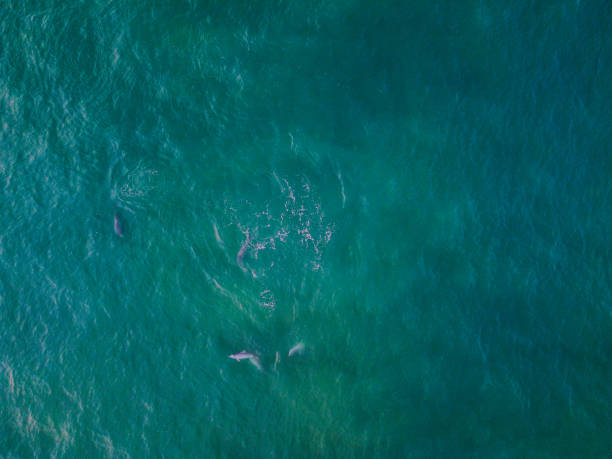 Aerial shot of a small pod of Long Beaked Common dolphins with dark upper bodies and light colour under bodies swimming playfully in dark turquoise colour water spotted off the coast of Buffalo Bay, Knysna.