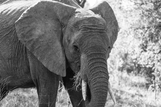 istock Elephant in Kruger National Park 2168270923