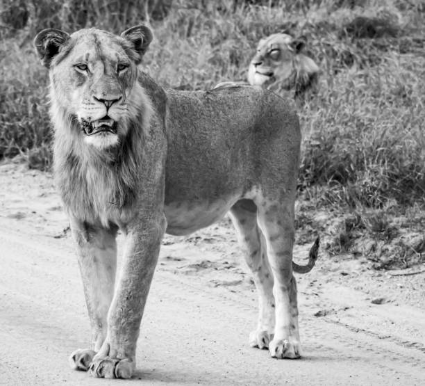 istock lion in kruger national park 2168271168