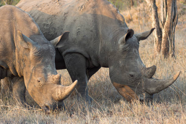 istock Rhino in kruger national park 2168271182