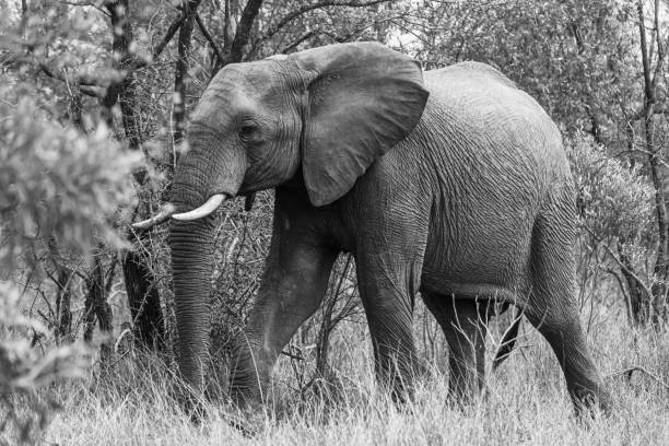 istock Elephant in Kruger National Park 2168271183