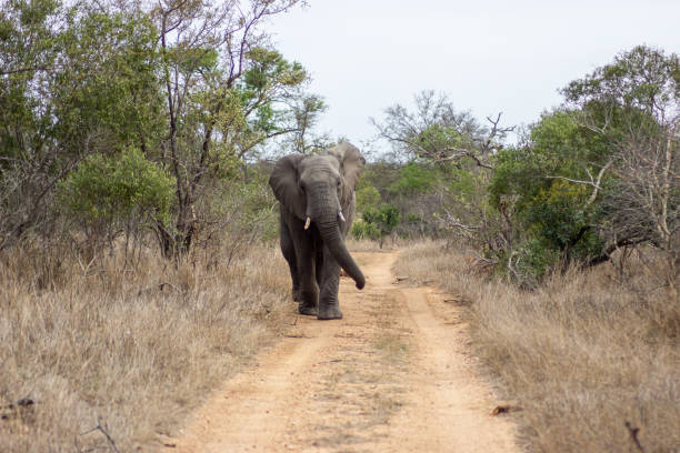 istock Elephant in Kruger National Park 2168271197