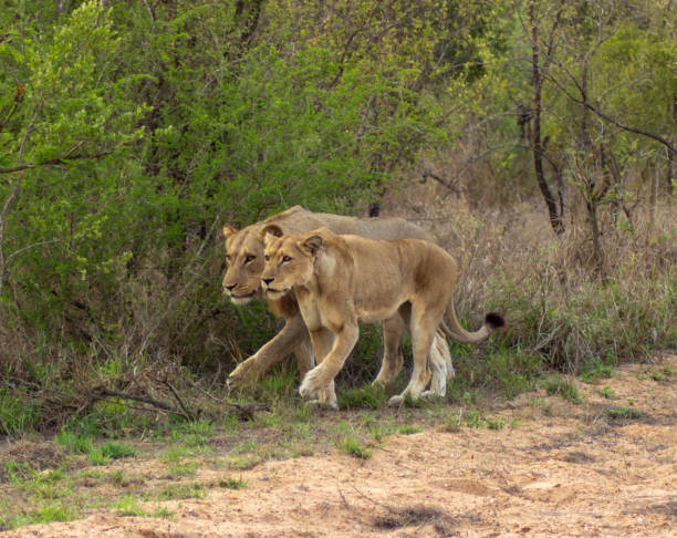 istock lion in kruger national park 2168271230