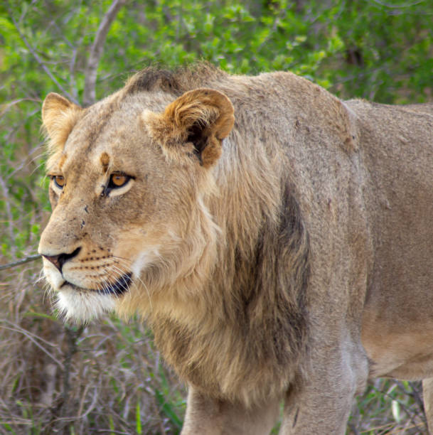 istock lion in kruger national park 2168271234