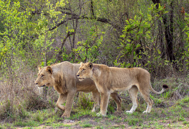 istock lion in kruger national park 2168271248