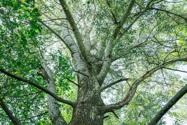 istock Tall tree with sprawling branches reaching for the clear sky in summer 2168271862