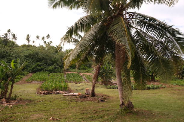 istock Dry bed taro growing on Aitutaki, Cook Island 2168278632