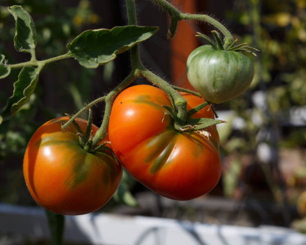 istock Oaxacan Jewel Tomatoes 2168282256