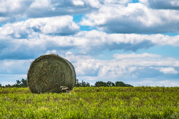 A round bale of hay rests in a hay field in summer.