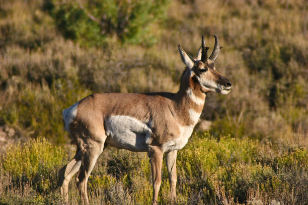 istock Pronghorn Near Inspiration Point 2168283713