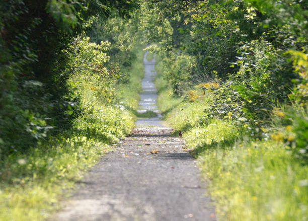 Peaceful sunlit trail on a late summer day