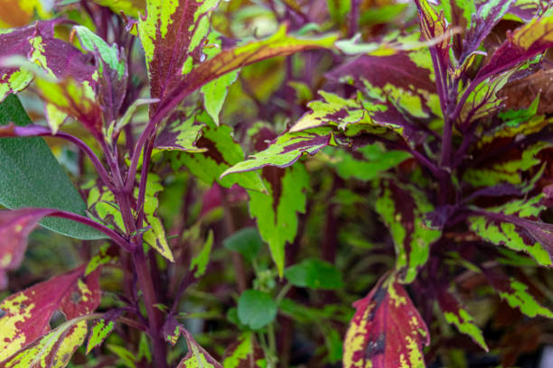 istock Flowers from my garden 2168286716