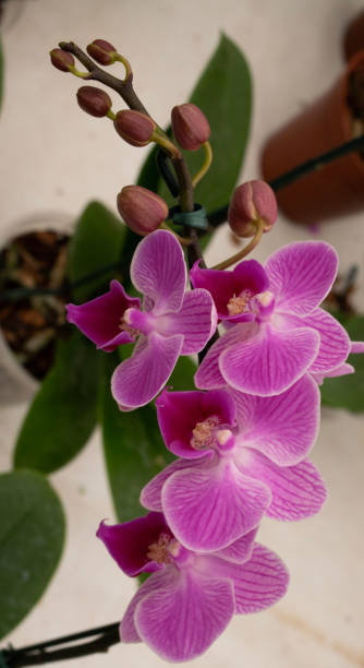 istock Doritaenopsis or orchid 2168286879