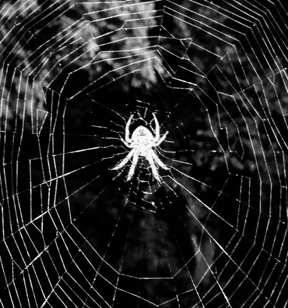 Monochrom sensor séries : Spider web in autumn leaves
