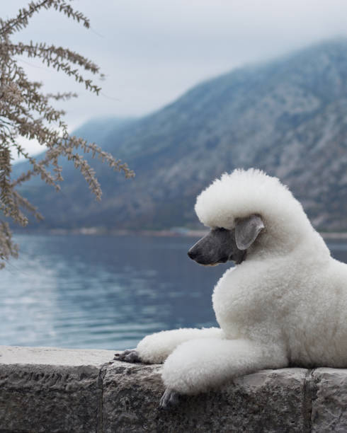 istock White Poodle resting on a stone wall by the lake 2168288054