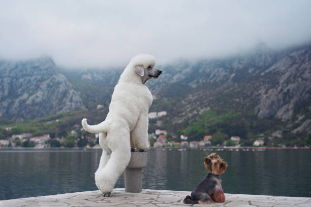 istock White Poodle and Yorkshire Terrier by the mountain lake 2168288085