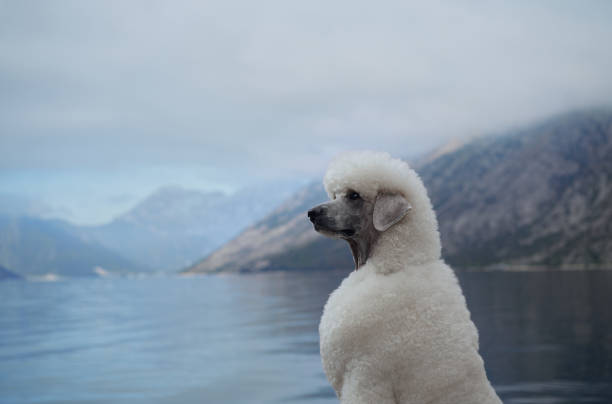 A white Poodle looks out at the water, with mountains visible in the background. The scene captures the dog as calm and reflective in the peaceful landscape.