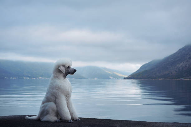 istock White Poodle sitting near a calm lake 2168288159