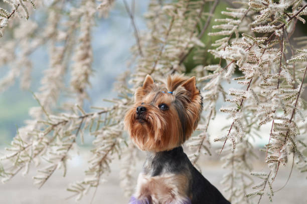A Yorkshire Terrier sits under a tree near the beach, surrounded by branches. The small dog adds a charming contrast to the natural environment.