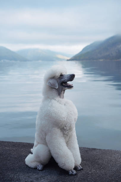 istock White Poodle facing a lake with mountains 2168288196