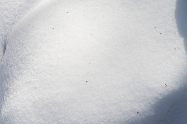 Winter snow covers the ground and trees,A fairytale-like snowscape