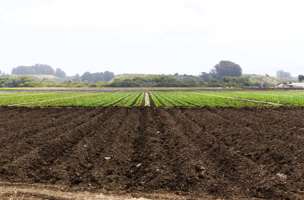 Farm Field With Rows With And Without Plants Overcast Sky Watsonville California