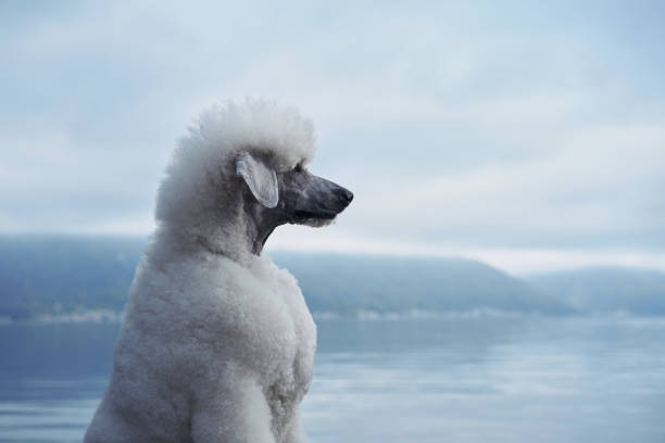 A white Poodle gazes over the lake, appearing deep in thought. The soft colors of the lake and sky blend with the dog calm appearance.