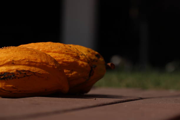 Beautiful studio pictures of the cocoa pods revealing its seeds.