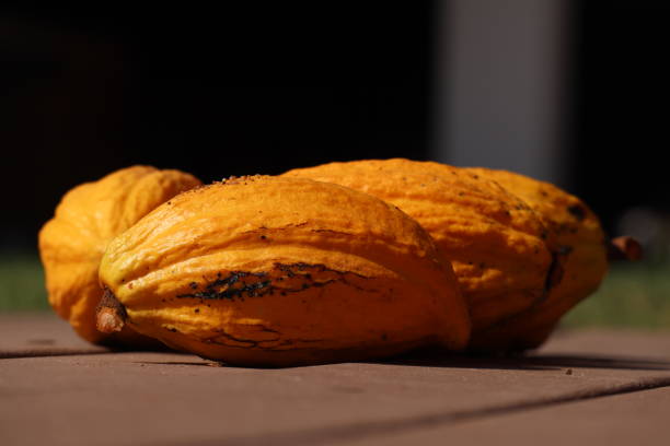 Several fresh yellow cacao pods on the ground. High quality photo