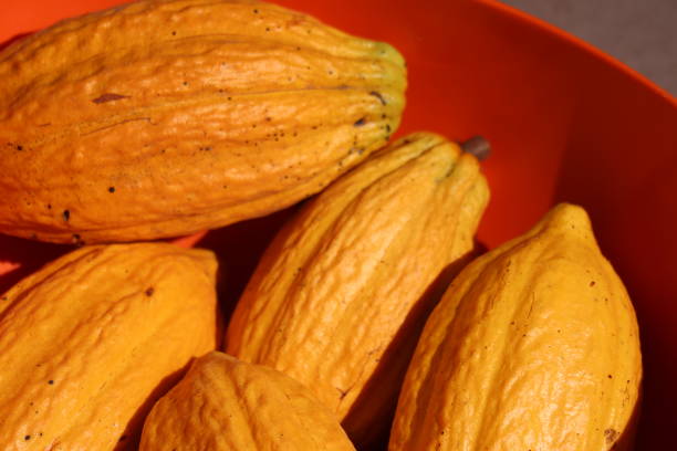 Several fresh yellow cacao pods on the ground. High quality photo