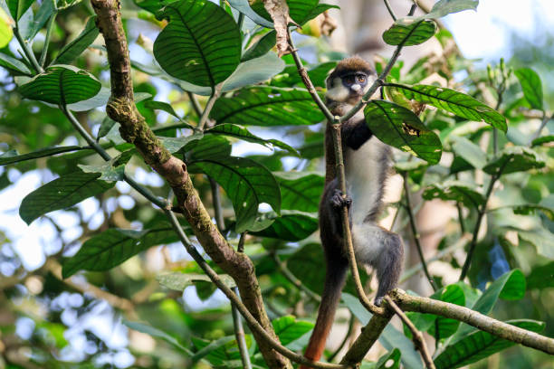 istock Africa, Uganda, Kibale Forest National Park.  Red-tail Monkey (Cercopithecus ascanius) feeding in tree. 2016-08-04 2168301163