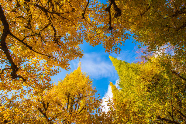 Ginkgo trees Tokyo