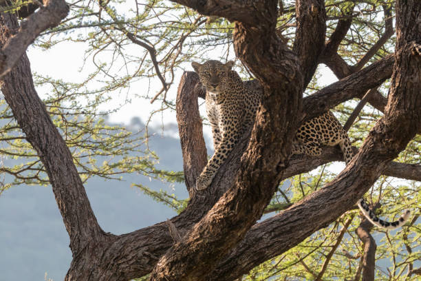 istock Africa, Kenya, Samburu National Reserve. African Leopard (Panthera pardus pardus) in tree. 2016-08-04 2168303295