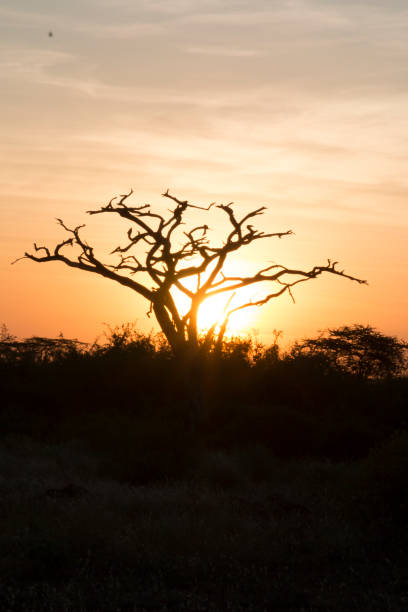 istock Africa, Kenya, Samburu National Reserve. Sunset. 2016-08-04 2168303321