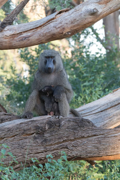 istock Africa, Kenya, Samburu National Reserve.Olive baboon (Papio anubis) 2016-08-04 2168303396