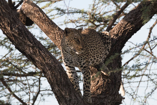 istock Africa, Kenya, Samburu National Reserve. African Leopard (Panthera pardus pardus) in tree. 2016-08-04 2168303869