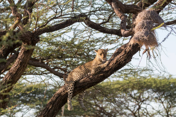 istock Africa, Kenya, Samburu National Reserve. African Leopard (Panthera pardus pardus) in tree. 2016-08-04 2168303872