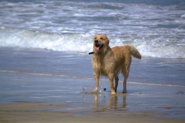 istock A dog plays with his ball on Margarita Beach. 2168304502