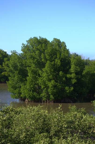 istock Mangrove areas on Margarita Island. 2168305110
