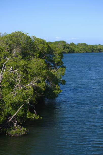 istock Mangrove areas on Margarita Island. 2168305190