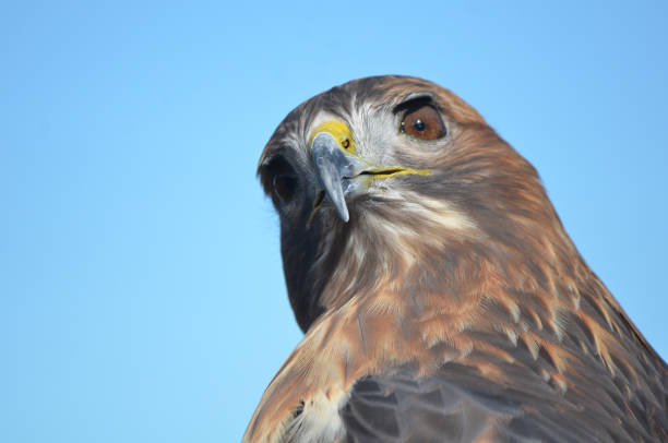 Close-up photograph of a magnificent bald eagle showcasing its beautiful plumage and impressive talons.