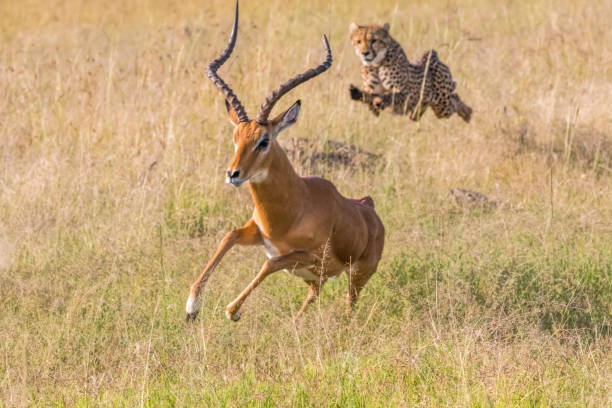 Africa, Kenya,Masai Mara, Cheetah (Acinonyx jubatus) chasing Impala (Aepyceros melampus). 2016-08-04