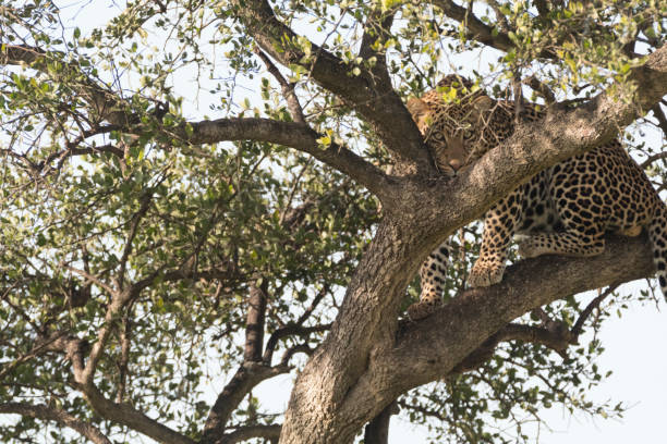 istock Africa, Kenya, Masai Mara National Reserve.:eopard in tree. 2016-08-04 2168305429