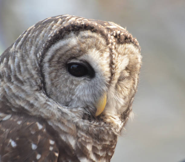 Close-up portrait of a beautiful female barred owl