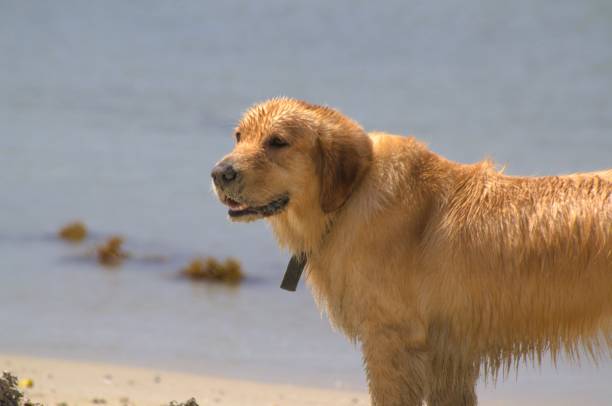 The ball is a golden's best friend, or anything he likes to chase, if it is in the water much better!