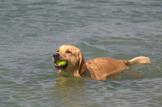 istock A dog plays with his ball on Margarita Beach. 2168305737