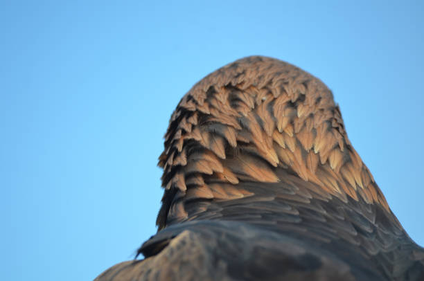 Golden eagle head portrait close up